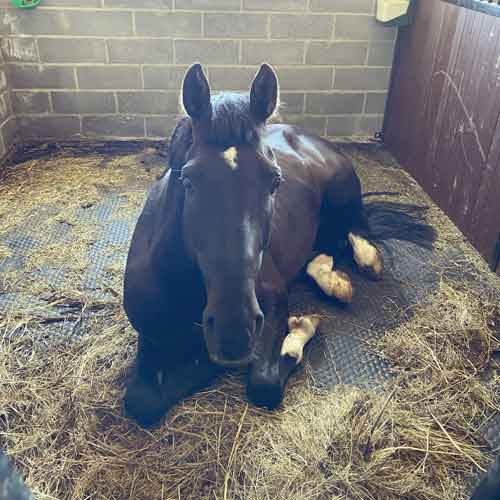 Mayo Horse Comfort Stable Mattress 44mm