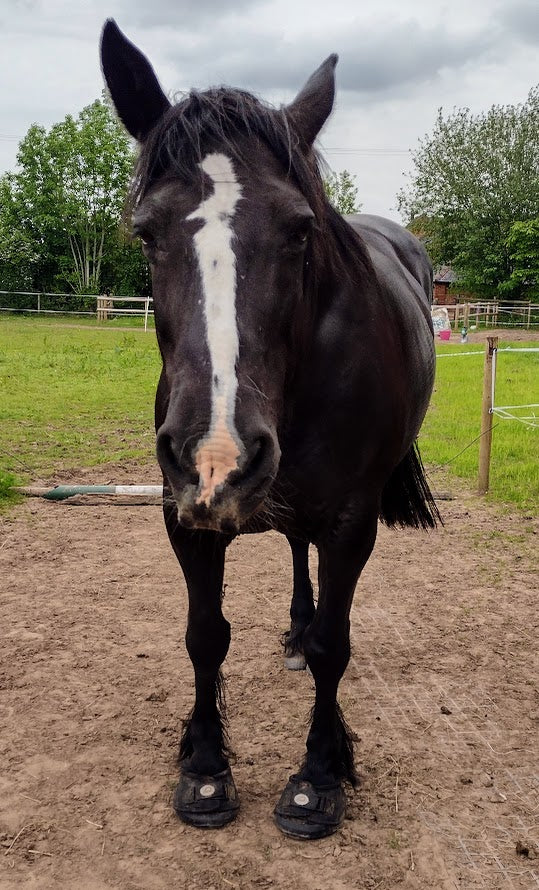 A large cob type horse, black with a white blaze, standing in the field wearing her Cavallo Big Foot Hoof Boots to protect her sore feet