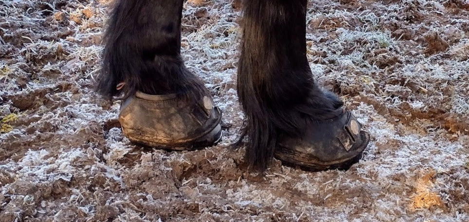 Cavallo Hoof Boots worn by dark horse on frozen ground
