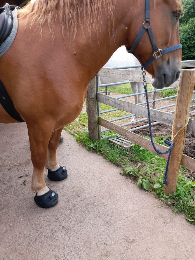 A Chestnut Suffolk Punch Heavy Horse wearing Cavallo Big Foot Hoof Boots standing at a fence.