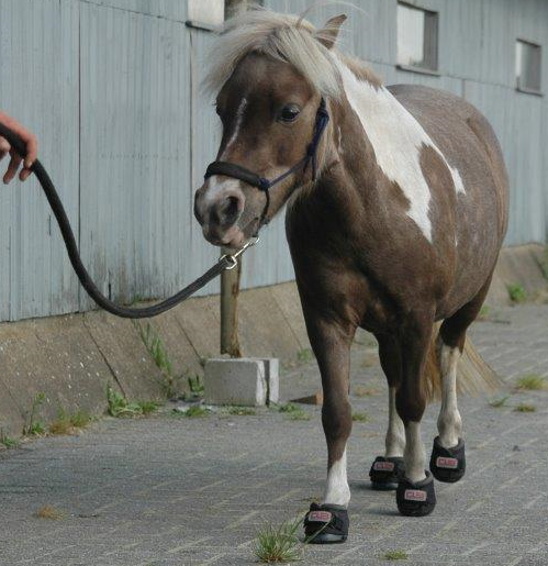 Miniature horse shipping boots deals