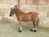 Cavallo Cute Little Boots