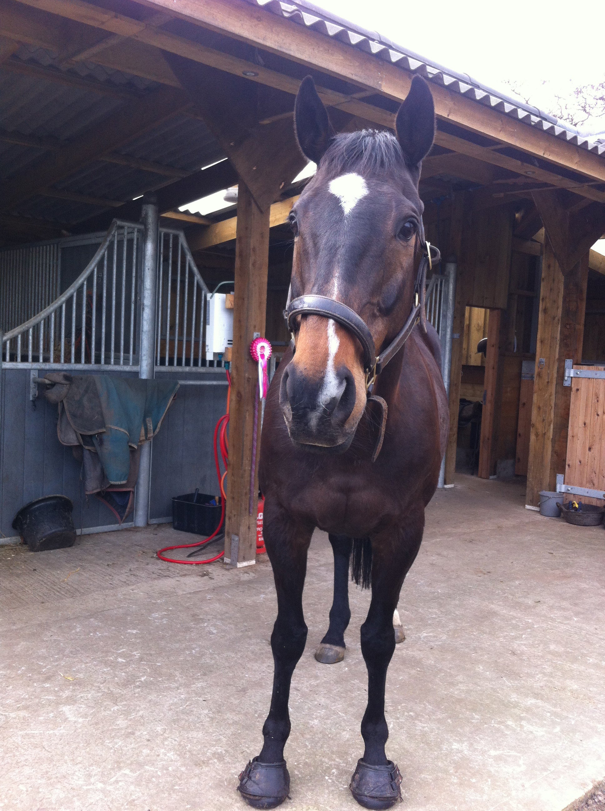 Horse and More's Denzel Wearing Regular Fit Simple Hoof Boots